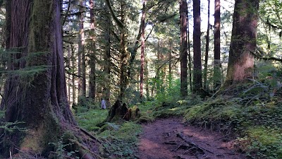 Clatsop State Forest