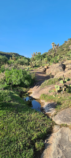 Calvillo - Visual