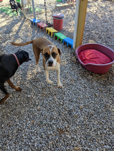 CK Pet Resort & Spa - Thumbnail