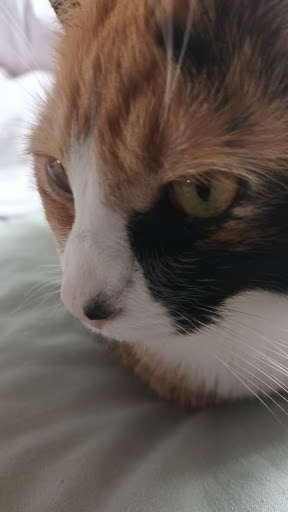 Cats In Care - Thumbnail