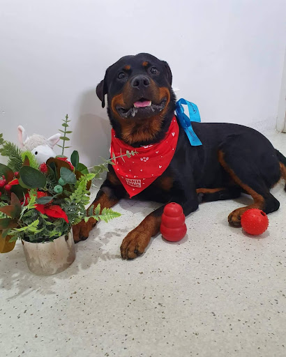 Ulysses Veterinary Clinic Cairns Gallery - Australia