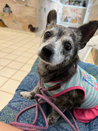 Willowdale Veterinary Center Gallery - United States