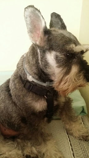 Clínica Veterinaria Las Fuentes - Thumbnail
