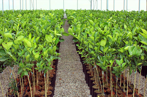Maiorplant dell'Ing. Giovanni Baglione - Thumbnail