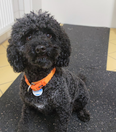 Pfotentreff – Hundesalon in Baindt - Thumbnail