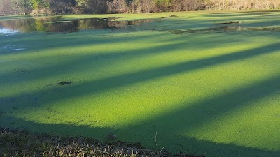 Photos of Magnolia Springs State Park