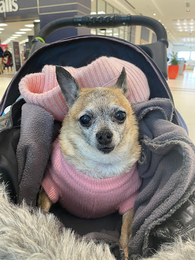 Lawrence Park Animal Hospital - Thumbnail
