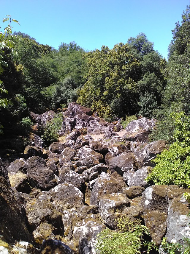 Bosco del Sasseto