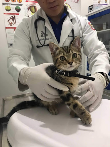 Animal Medical Nogales