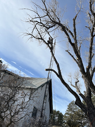 Elevated Tree Care