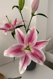 Photo n°8 de Petit ParadyZen - Lac du Salagou à Clermont-l'Hérault (Institut de massages)