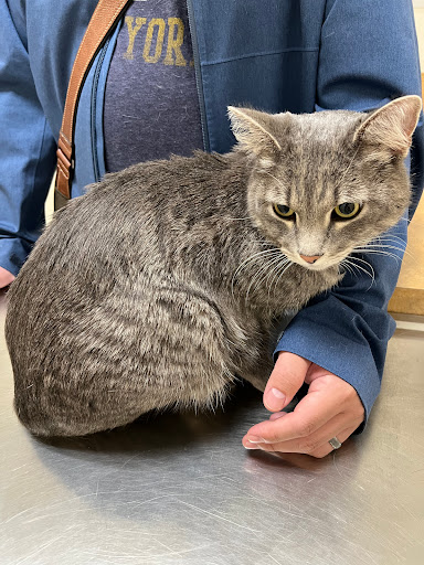 Arc Animal Hospital