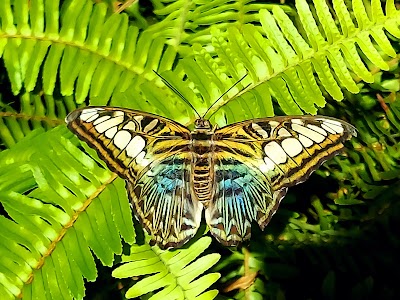 The Butterfly House