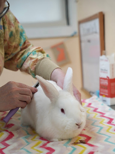 House Rabbit Society