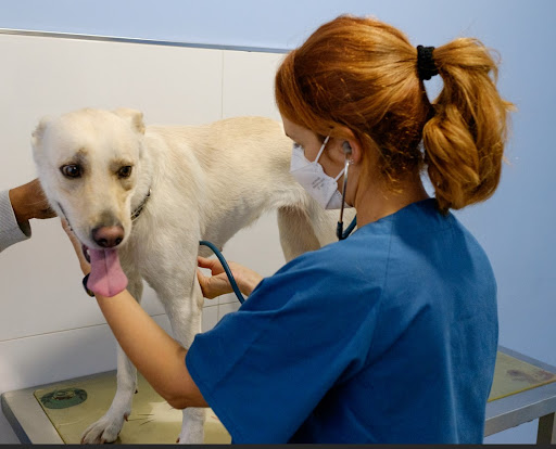 Centro Veterinario Mozart