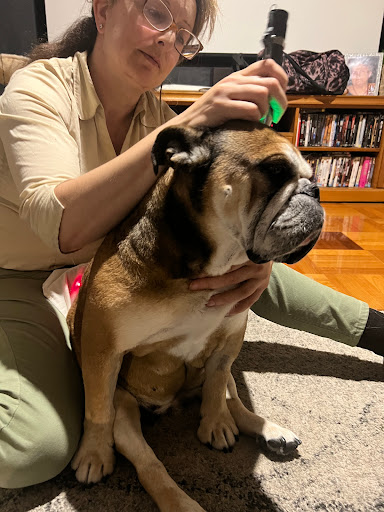 Pawsitive Animal Therapies Gallery - Australia