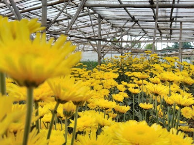 Photos of Ngasem Flower Park