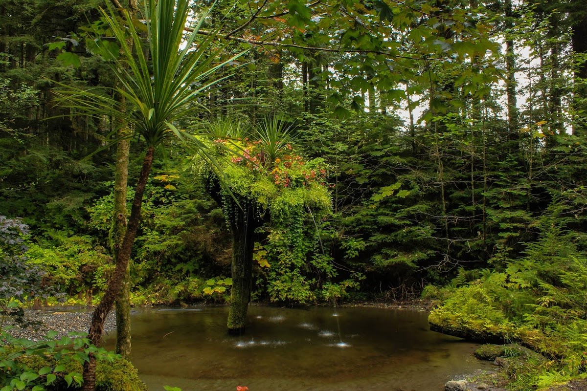 Glacier Gardens Rainforest Adventure - project photo
