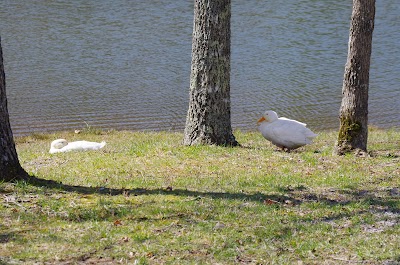 Ballyhoo Family Campground