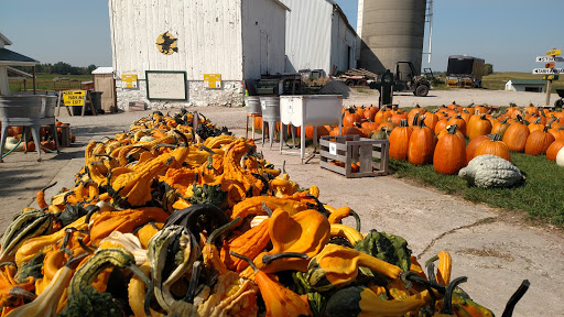 Polly's Pumpkin Patch - Visual