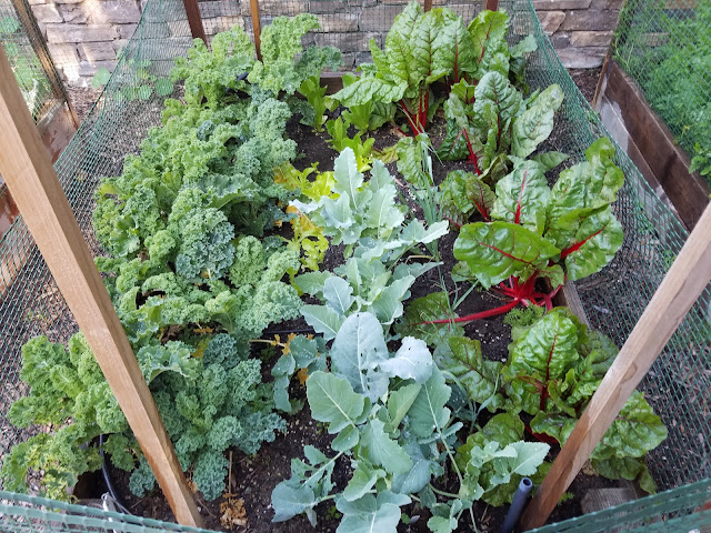 Olive Us Farms by null