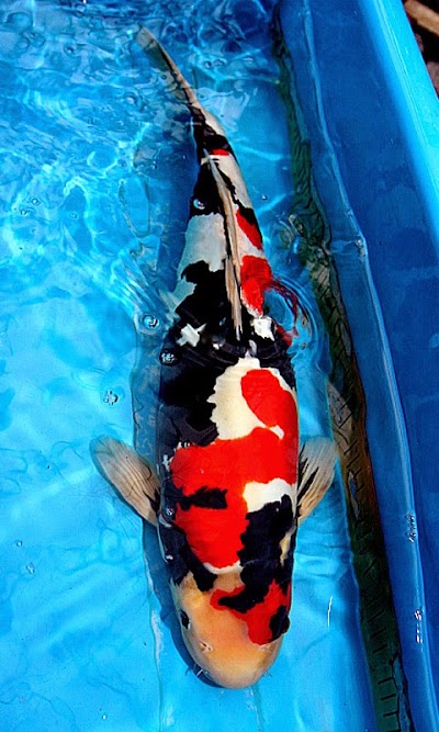 Photos of Japanese carp KOI