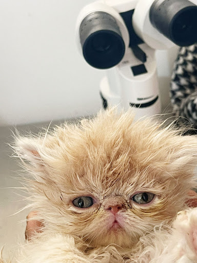 SVI - S. veterinario integral