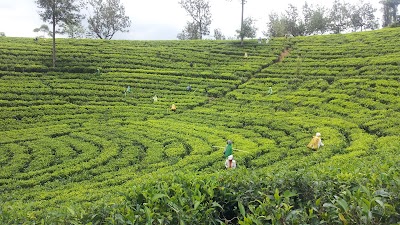 Photos of Tea Research Institute of Sri Lanka