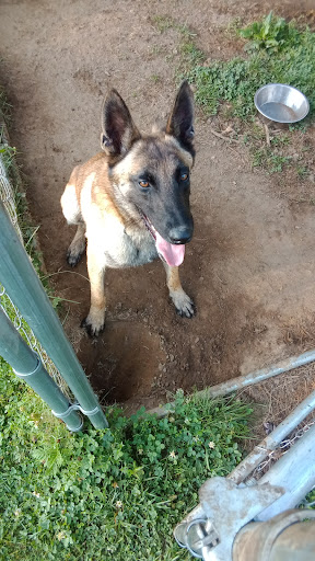 Torrington Animal Control - Thumbnail