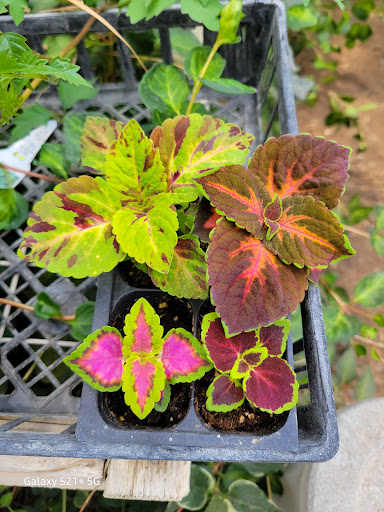 Hodges Greenhouse - Thumbnail