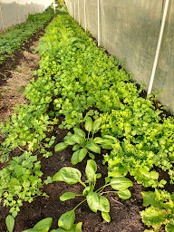 Photo n°3 de Jardin de plumes à Gan (Maraîcher)