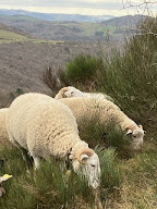 Les agneaux de la Loubarde à Saint-Ilpize