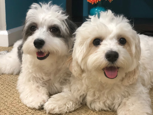Eltingville Veterinary Practice Gallery - United States