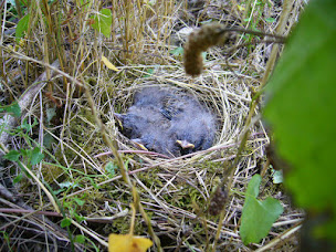 Photo n°19 de La Salamandre à Mosnes (Chambre d'hôtes)