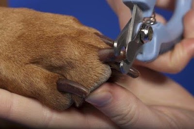 Photos of Pet Plus Animal Hospital
