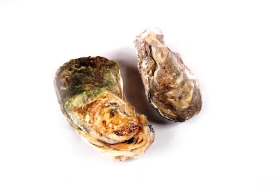 Photos of Tropical Shellfish