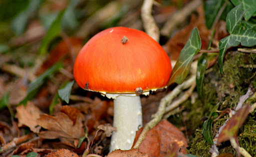 Étang du boulet - Thumbnail