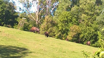 Bison & Pronghorn