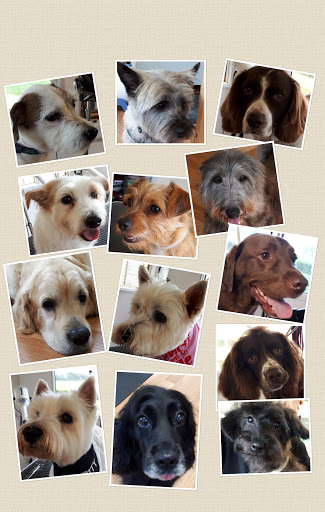 Scallywaggs Dog Grooming of Lostwithiel - Thumbnail