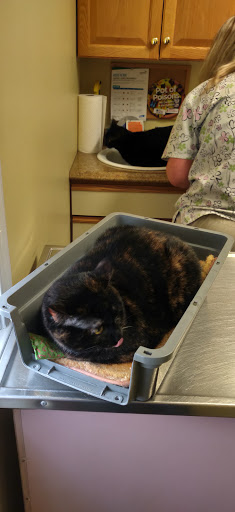 Collegeville Cat Clinic Gallery - United States