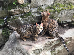 Photo n°6 de Cullinan Bengal - Élevage de chats Bengal à Abbéville-la-Rivière (Éleveur de chats)
