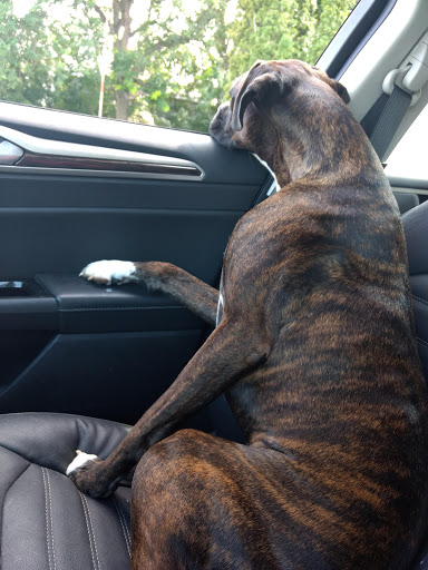 Timberlane Animal Hospital - Thumbnail