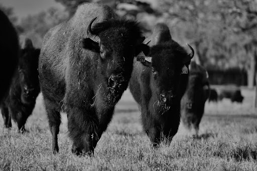 Frebo Ranches - Visual