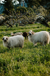 Photo n°58 de Castel de Fies | Festive Restaurant - Lounge Bar - Events à Solliès-Pont (Lieu de mariage)