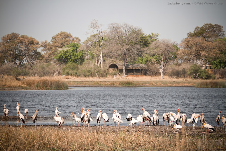 Jackalberry Tented Camp by null