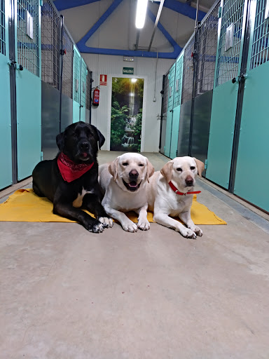 Hotel para perros Mas Huellas