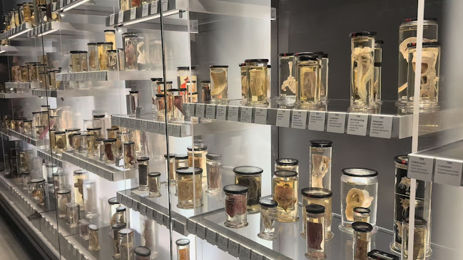 Hunterian Museum - London