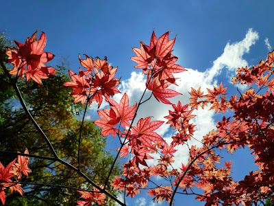 Japanese Garden, Anadolu University