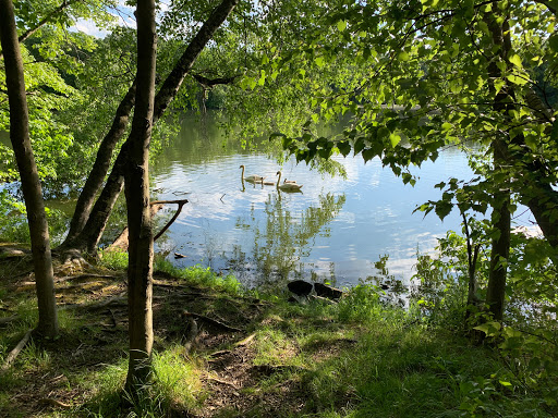 Olson Woods