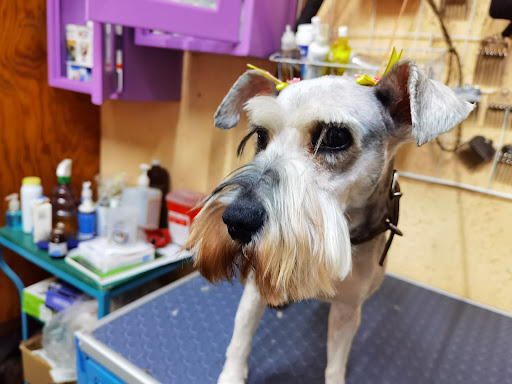 Clínica Veterinaria Itzcuintlan